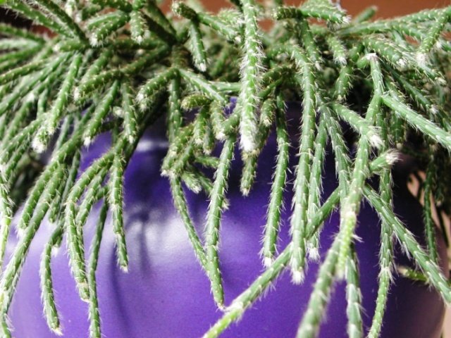 Hatiora _(Rhipsalis)_ pilocarpa